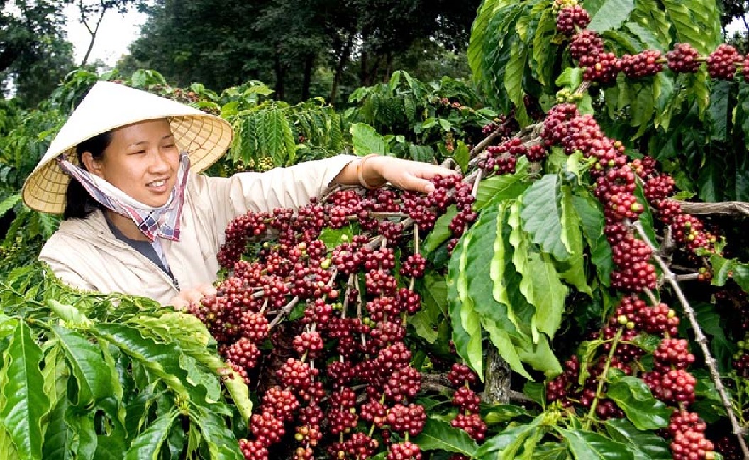 COFFEE PRICE TODAY, JULY 24,2023: DOMESTIC COFFEE PRICES CONTINUE TO RISE